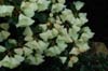 campylocarpum ssp caloxanthum-2